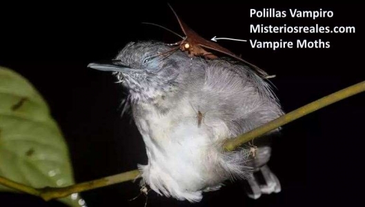 Polillas-Vampiro.jpg