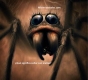 sonar-con-aranas.jpg