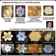 Cristales-de-agua-microscopio-experimento-de-Masaru-Emoto2.jpg