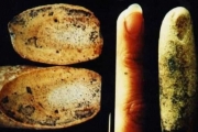 Enigma-de-un-dedo-humano-fosilizado-de-100-millones-de-anos.jpg